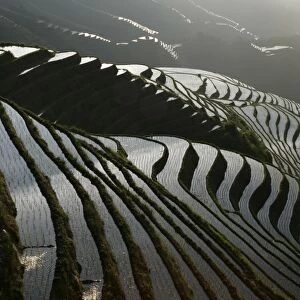 June sunrise, Longsheng terraced ricefields, Guangxi Province, China, Asia