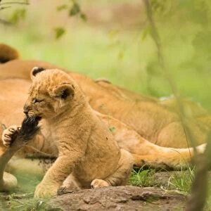 Lion cub biting mothers tail, Masai Mara, Kenya, East Africa, Africa