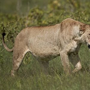 Lioness (Lion, Panthera leo), Ngorongoro Crater, Tanzania, East Africa, Africa