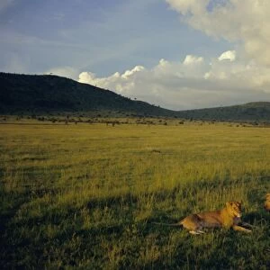 Lionesses in the Masai Mara National Reserve in the evening