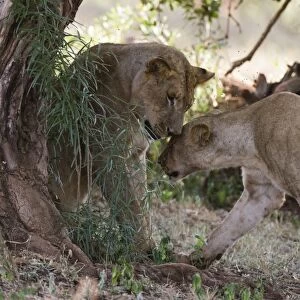 Two lions (Panthera leo) in tree shade, Tsavo, Kenya, East Africa, Africa