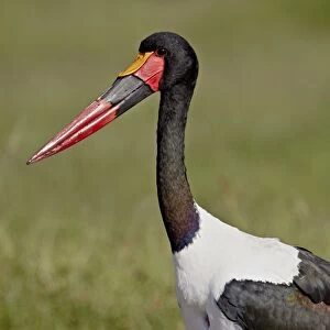 Male saddle-billed stork (Ephippiorhynchus senegalensis), Ngorongoro Crater
