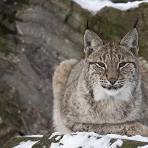 Northern lynx (Lynx lynx lynx), captive, Highland Wildlife Park, Kingussie, Scotland