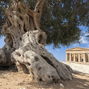 An olive tree frames the ancient Temple of Concordia in the archeological site of Valle dei Templi