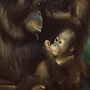 Orang utan mother and baby