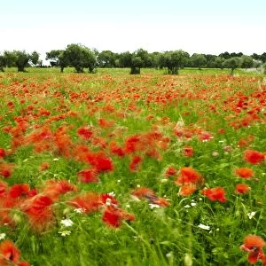 Poppy field, Figueres, Girona, Catalonia, Spain, Europe