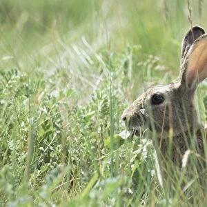 Rabbit, Tierra del Fuego, Argentina, South America
