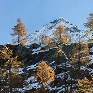 Red larches frame the snowy peaks, Malenco Valley, Province of Sondrio, Valtellina