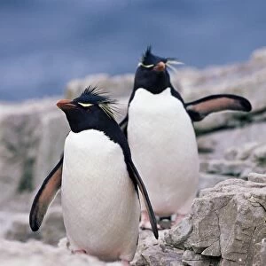 Two rockhopper penguins (Eudyptes chrysocome chrysocome), Sea Lion Islands