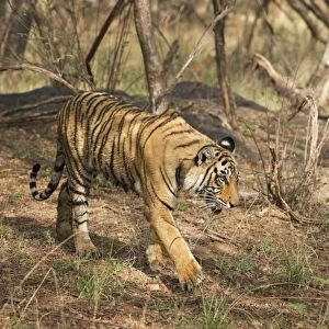 Royal Bengal tiger (Tigris tigris) cubs, Ranthambhore, Rajasthan, India, Asia