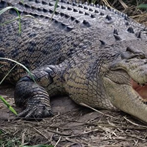 Saltwater crocodile (Crocodylus porosus), Airlie Beach, Queensland, Australia, Pacific