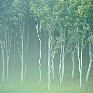 Silver birch trees near Contin