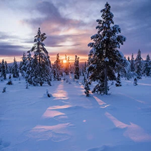 Snow covered winter landscape at sunrise, Lapland, Pallas-Yllastunturi National Park
