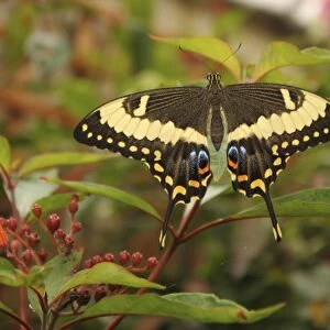 Swallowtail Butterfly (Papilionidae)