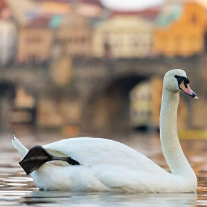 Swan with Charles Bridge in background, Prague, Czech Republic (Czechia), Europe