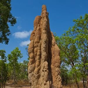 Termite mound in the Litchfield National Park, Northern Territory, Australia, Pacific