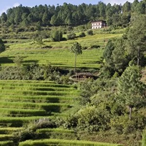 Terraced rice fields, Punakha, Bhutan, Asia