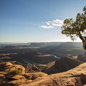 Tree and Colorado River in the background, Dead Horse Point State Park, Moab, Utah