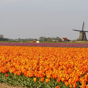 Tulip fields and Windmills, Lisse, South Holland, The Netherlands, Europe