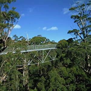 Valley of the Giants, Tree top Walk, Western Australia, Australia, Pacific