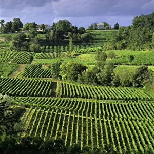 View over vineyards, Saint Emilion, Nouvelle Aquitaine, France, Europe