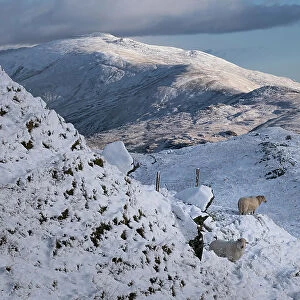 Welsh Mountain Sheep backed by Moel Siabod and the Moelwynion mountain range in winter, Snowdonia National Park, Eryri, North Wales, United Kingdom, Europe