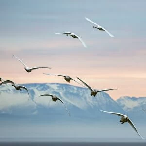 Whooper swans (Cygnus cygnus), flying at sunset, Caerlaverock Wildfowl and Wetland Trust