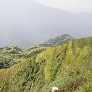 Woman of Yao tribe in ricefields, Longsheng terraced ricefields, Guilin
