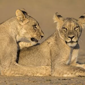 Young lions (Panthera leo), Kgalagadi Transfrontier Park, Northern Cape, South Africa