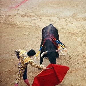 Bull Fighting : After running of the bulls through the streets of Pamplona