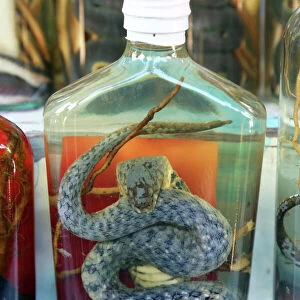 Bottle of Snake Whiskey in Whisky Village near Luang Prabang, Laos
