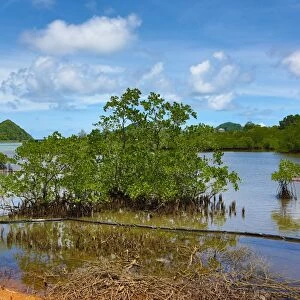 Mangrove swamp in Koror, Koror Island, Republic of Palau, Micronesia, Pacific Ocean
