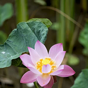 Asia, South East Asia, Indonesia, Indian or Sacred Lotus flower (Nelumbo nucifera)