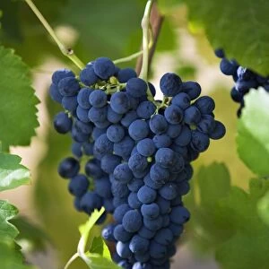 Australia, Western Australia, Swan Valley, Guildford. Shiraz grapes in Swan Valley vineyard