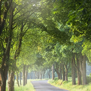 Avenue of trees, Milesov, Central Bohemia, Czech Republic