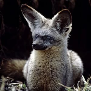 A bat-eared fox at the entrance to its burrow