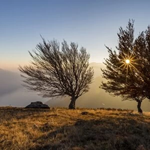 Three beech trees at sunset with Lake Como on the background. Alto Lario, Como, Lombardy