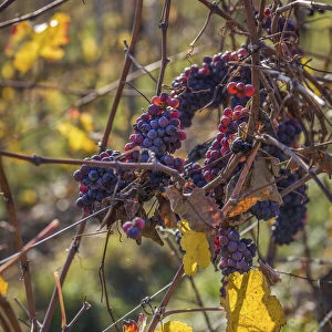 Blue grapes in the vineyards above Oestrich-Winkel, Rheingau, Hesse, Germany