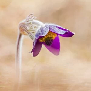 Brescia, Lombardy, Italy. The Pulsatilla is one of the first flowers blooming in
