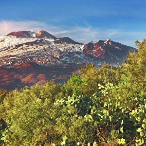 Cactus dryland at Etna - Italy, Sicily, Catania, Belpasso