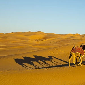 Camels in the Empty Quarter (Rub Al Khali), Abu Dhabi, United Arab Emirates (MR)