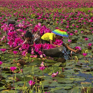 Canal of water lily, Satla, Barisal, Bangladesh