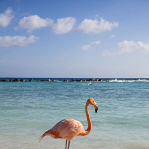 Caribbean, Netherland Antilles, Aruba, Renaissance Island, Flamingo beach