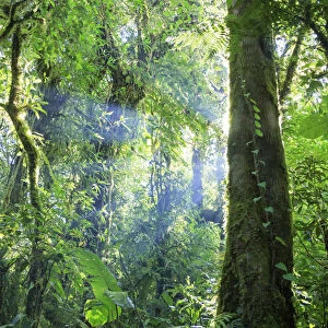 Costa Rica, Monteverde, Monteverde Biological Reserve, Cloudforest