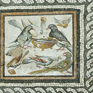 Doves from the Domus under the Caseggiato of the Taberne Finestrate, 1st century B