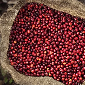 El Salvador, Full Bag Of Coffee Cherries, Picked, Coffee Farm, Finca Malacara, Slopes