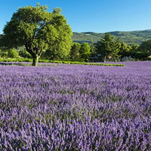 Europe, France, Provence, blooming lavender field