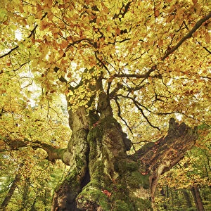 European beech in autumn - Germany, Hessia, Kassel, Waldeck-Frankenberg, Bad Wildungen