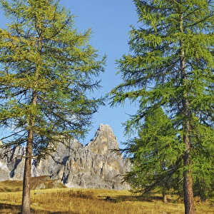 European larch and Cimon della Pala - Italy, Trentino-Alto Adige, Trentino