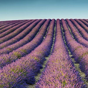 Field of Lavender, Provence, France